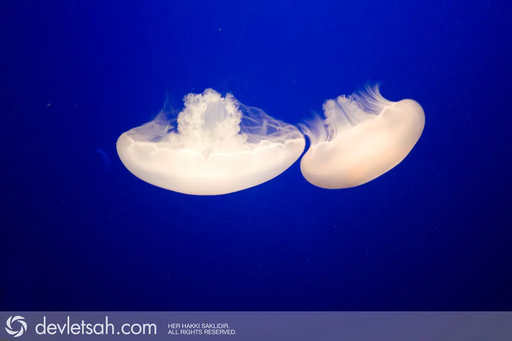 Monterey Akvaryumu