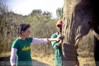 Güney Afrika'da Safari