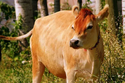 Süt Uyuyunca