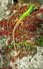 Kırmızı, Pembe, Mor, Sarı, Yeşil