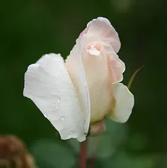 Gül Kız