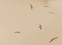 Ağustos Kuşları