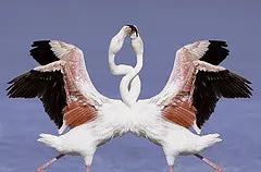 Flamingo - Flamenko