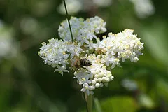 EDEP - EDEB