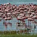 Pembe Göl: Nakuru