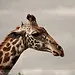 Devletşah ve Barış ile Afrika'da Safari