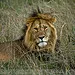 Aslan Avı