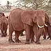Taita Hills'de Filler