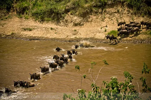 Masai Mara'da Büyük Göç