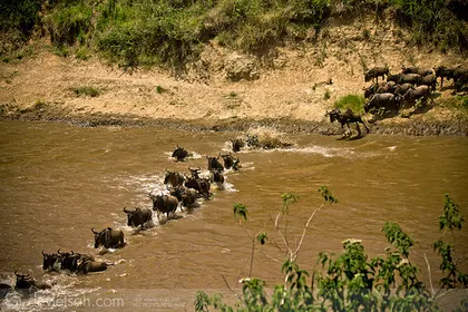 Masai Mara'da Büyük Göç