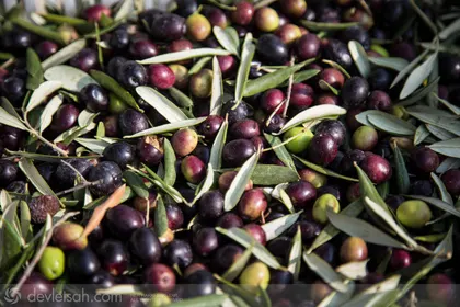 Zeytin Ağacına Ağıt