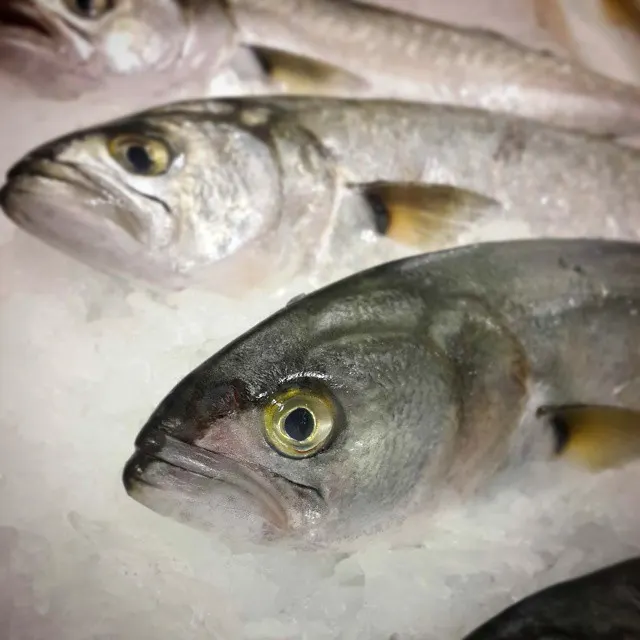 Balık Yağı ve Omega3 Kullanmak Şart mı?
