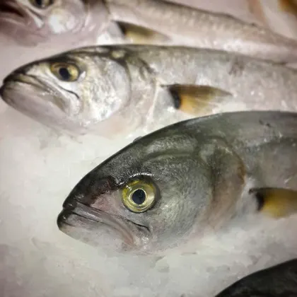 Balık Yağı ve Omega3 Kullanmak Şart mı?